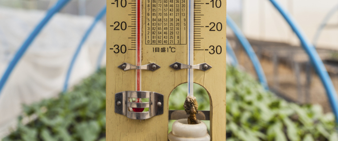 Thermometer in greenhouse seedling.