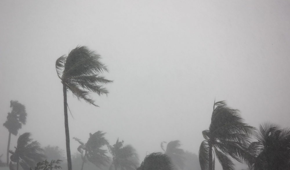rain storm impact coconut tree